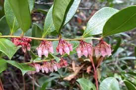 Image result for Rawsonia lucida