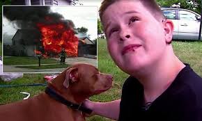 Dog saves boy from fire as pit bull alerts sleeping deaf boy