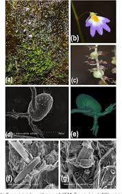Image result for Utricularia striatula