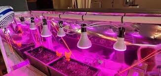 Free shipping on all orders over $129. Great Value Led Light Bulb 7 Watts 50w Equivalent R20 Grow Light Lamp E26 Medium Base Non Dimmable Plant 1 Pack Walmart Com Walmart Com