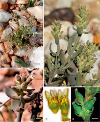 Image result for Thesium goetzeanum