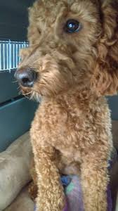 1 Poodle Seattle To Bahrain Pet Relocation Pets Cute Dogs