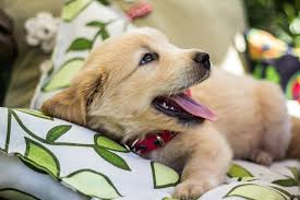 Getting a golden retriever puppy is no different. A New Golden Retriever Puppy Kerry Claire And Dogs