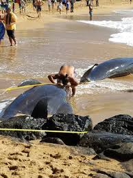 5 pilot whales die after 'traumatizing' stranding