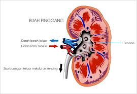 Tips pemakanan mereka yg ada masalah kencing berbuih boleh. Cara Merawat Kencing Berbuih Secara Selamat Dan Berkesan