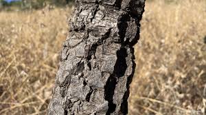 Image result for Cussonia sessilis