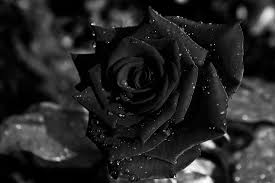 Download, share or upload your own one! Black Rose Hd Wallpapers Hd Wallpapers Color Black Pinterest Hd Wallpapers Pinterest Black Roses Hd Wallpap Black Rose Rose Wallpaper Black Rose Flower