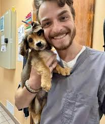 We interrupt our regularly scheduled program of Tongue Out Tuesday to bring  you RUPERT🥹😍🥰💛🥹🥰🤗 Let's start off the cuteness with that ear🥰 This  handsome little man is a whole 12 weeks &