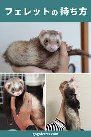 フェレットの持ち方いろいろ エキゾチックアニマル 可愛すぎる動物 動物 かわいい