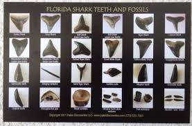 Shark Teeth And Fossils Identification Chart Postcard