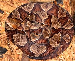 Types of venomous snakes in the united states including rattlesnakes, copperheads, cottonmouths and coral snakes. Agkistrodon Contortrix Mokasen Wikipedia
