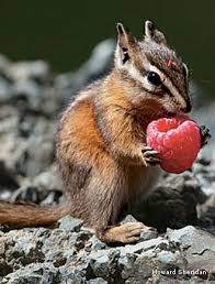 They eat bulbs, seeds, nuts and vegetable in your compound, garden or yard. Pin On Native Plants Herring Run Nursery