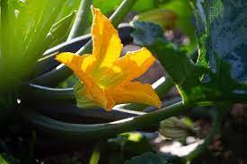 Zucchini or zucchinis), courgette (/kʊərˈʒɛt/; How To Pollinate Zucchini Without Bees The Right Way