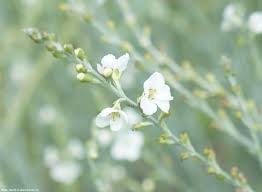 Image result for Gomphostigma