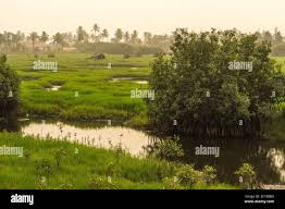 Image result for Rhaphiostylis beninensis