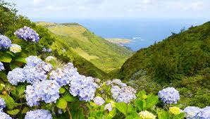 Die insel ist wild und. Azoren Insel Flores Tipps Infos Der Sonnenklar Tv Reiseblogder Sonnenklar Tv Reiseblog