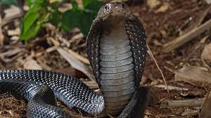 Weitere ideen zu giftschlange, schlange, giftschlangen. Erst Viper Dann Kobra Inder Totet Ehefrau Bei Zweitem Versuch Mit Giftschlange Stern De