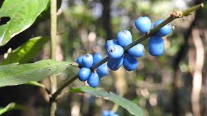 Image result for Lasianthus kilimandscharicus