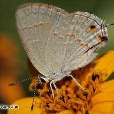 Image result for Hermbstaedtia fleckii