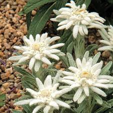 Edelweiss Perennials Edelweiss Flower Alpine Flowers
