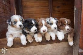 De 51 à 58 cm pour le mâle et de 46 à 53 cm pour la. Chiot Berger Australien Noir Tricolore Lof Aussie Puppies Cute Dogs And Puppies Baby Animals Pictures