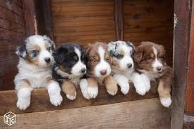 En fait, son origine véritable est basque et la race fut développée aux. Chiot Berger Australien Noir Tricolore Lof Aussie Puppies Cute Dogs And Puppies Baby Animals Pictures