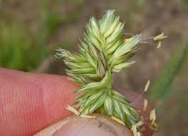 Image result for Phalaris