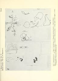 v.79 (1982) - The journal of the Bombay Natural History Society -  Biodiversity Heritage Library
