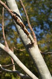 Image result for Sterculia quinqueloba