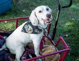 Maybe you would like to learn more about one of these? Pin On Adoptdontshop