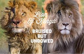 Was there ever a real lion king? The Big Cat People On Twitter Join Us For The Safari Of A Lifetime In The Maasai Mara In Kenya 15th To 20th October For Free Simply Enter Https T Co Aa3675xifa And