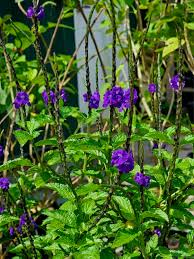 Image result for Stachytarpheta urticifolia