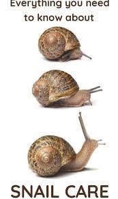 Everything You Need To Know Keeping Snails As Pets Pet Snails Snails In Garden Snail
