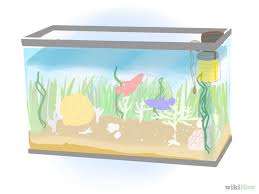 Have A Happy Betta Fish With Images Betta Fish Betta Fish Care Betta