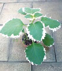 Image result for foto moud Forsterův