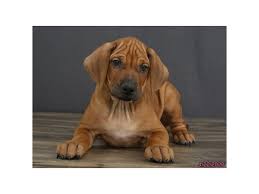 Wir suchen zum frühjahr ein weiblicher welpe mit papieren. Rhodesian Ridgeback Puppies Petland Carriage Place