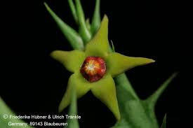 Image result for Orbea maculata