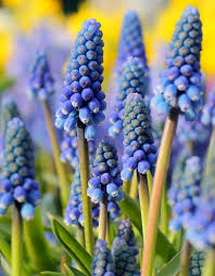 Available with free uk delivery, choose from a lily bouquet or bunch of daffodils to brighten up any room or table. Easter Plants Claussen S Florist Greenhouse And Perennial Farm