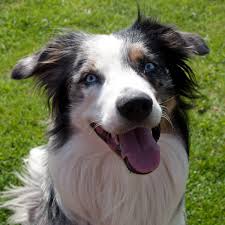 Es ist enorm wichtig auch an das richtige (!) hundefutter zu denken. Tierheim Wanne Bereitet Sich Auf Silvesternacht Vor Radio Herne
