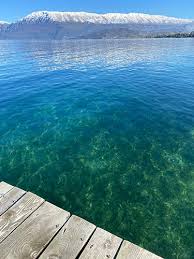 Image result for Lindackeria poggei