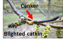 Image result for Walnut blight