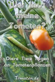 Wer Frisst Meine Tomaten Diese Tiere Nagen An Tomatenpflanzen Tomaten Garten Tomaten Tomaten Zuchten