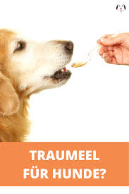 Traumeel Fur Hunde Dosierung Der Tabletten Erfahrungen Wirkung Traumeel Traumeel Fur Hunde Homoopathisch
