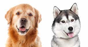 Huskies and golden retrievers are two of our favourite breeds. Husky Vs Golden Retriever Which One Is Right For You