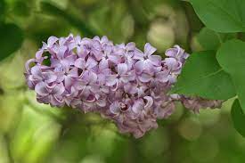 The japanese tree lilac reaches heights of 25 feet (7.6 m.) and produces fragrant white flowers. Syringa Vulgaris Wikipedia