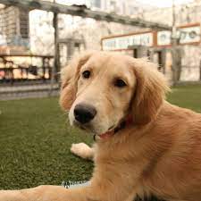 We did not find results for: Rosie Golden Retriever 4 M O Quartyard She Loves Chicken Golden Retriever Puppy Golden Retriever Retriever Puppy