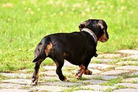 When Are Dachshund Puppies Full Grown