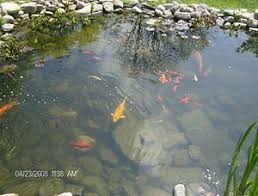 Pin By Photos Are Us On Outdoor Fish Ponds Goldfish Pond Fish Ponds Backyard Outdoor Fish Ponds