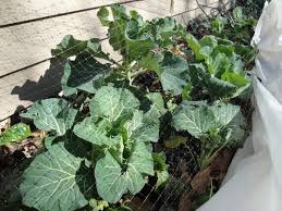 How many hours of sun does a vegetable garden need. How Much Sun Does A Vegetable Garden Need Per Day Quora