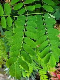 Image result for Rhynchosia tricuspidata